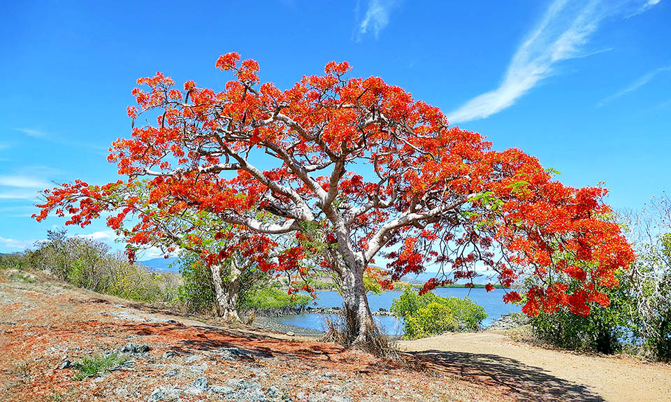 Delonix regia es un árbol originario del bosque seco caducifolio de Madagascar, donde crece en terrenos kársticos, laderas calizas y suelos arenosos.