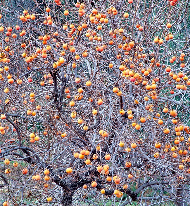 Diospyros kaki 