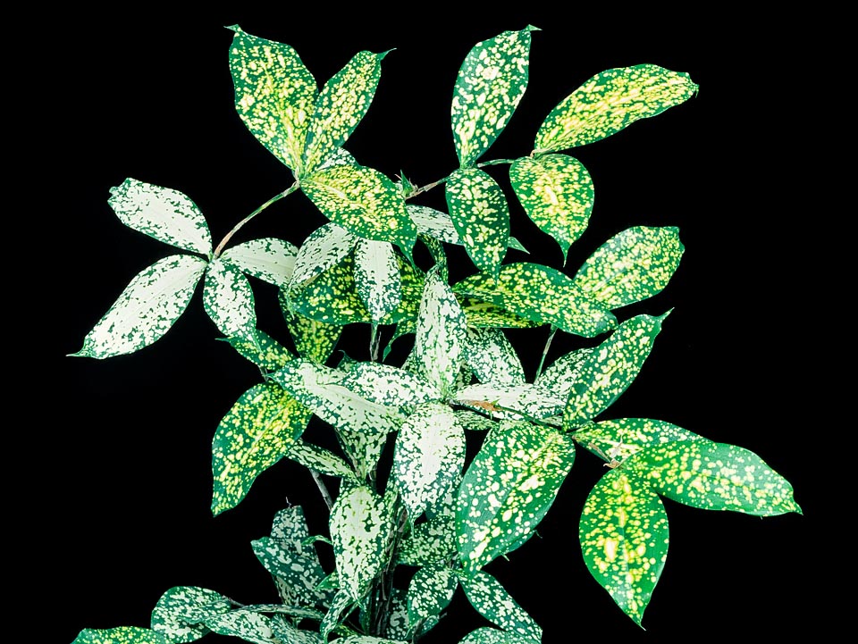 Dracaena surculosa , Asparagaceae