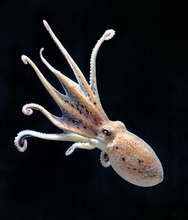 Eledone moschata, Musky octopus