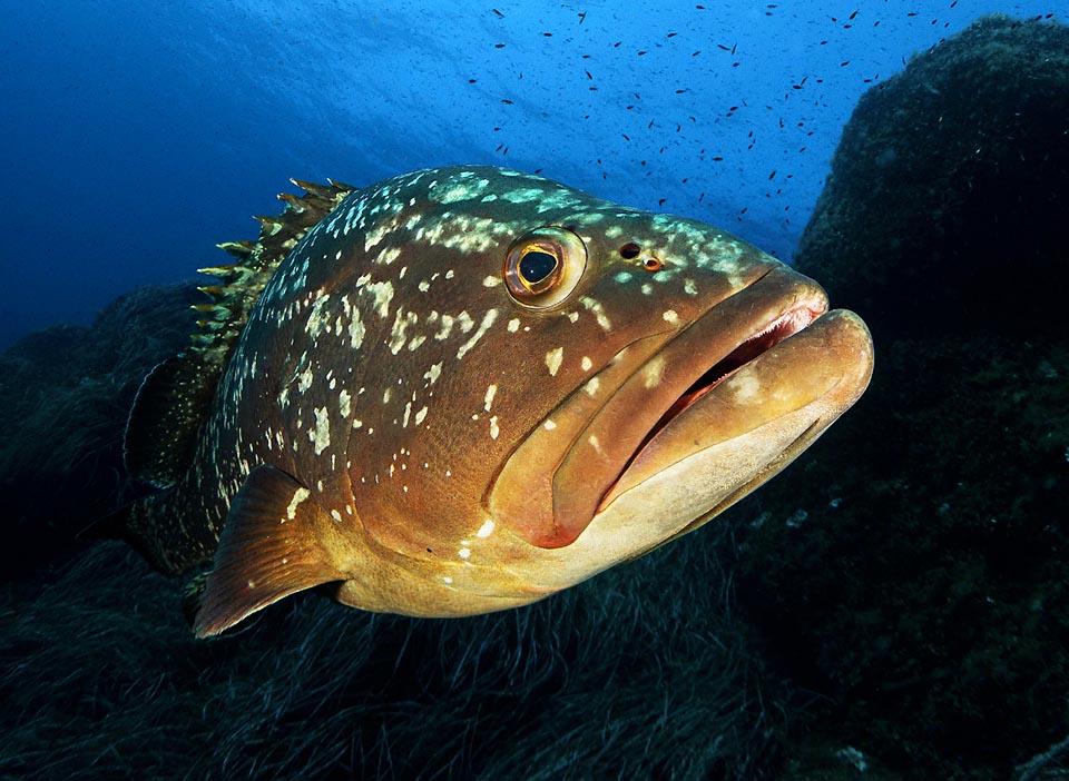 Increasingly rare in Mediterranean, the Grouper (Epinephelus marginatus) appears nowadays as "Vulnerable" in the list of the endangered species of the IUCN Red List