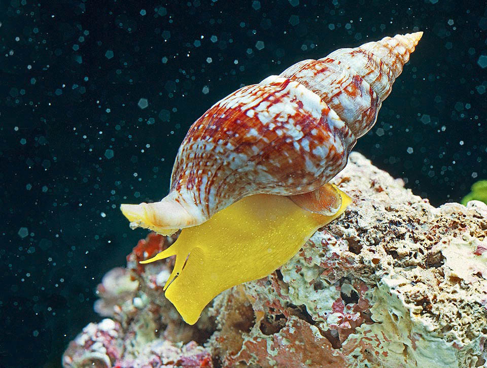 B/72/15 Buccinulum corneum Endémica del Mediterráneo, Euthria cornea tiene un cuerpo amarillo anaranjado brillante. Se mueve entre las rocas, alimentándose de pequeños bivalvos que abre con su pie.