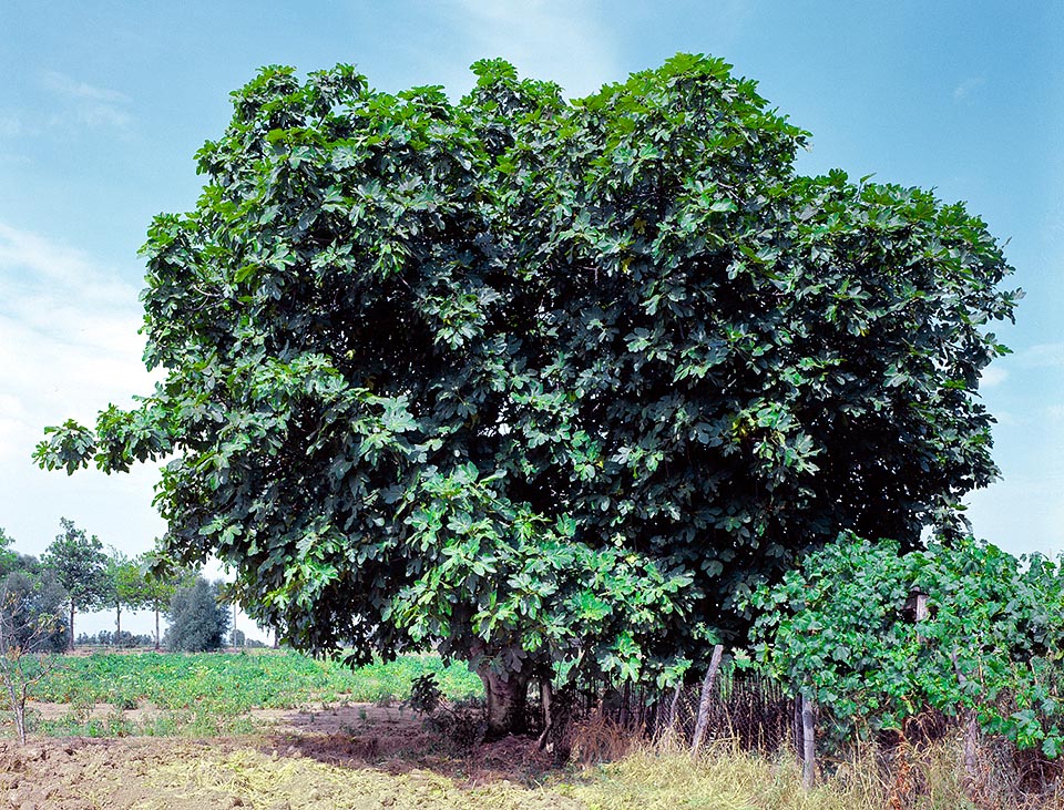 Ficus carica, Figuier commun, Moraceae