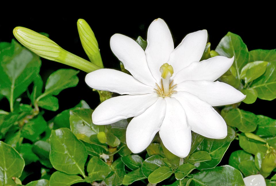 Gardenia thunbergia