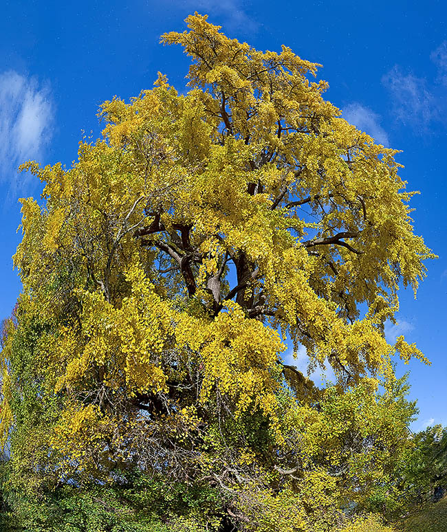 Majestuoso ejemplar de Ginkgo biloba en su espectacular aspecto otoñal con hojas doradas.