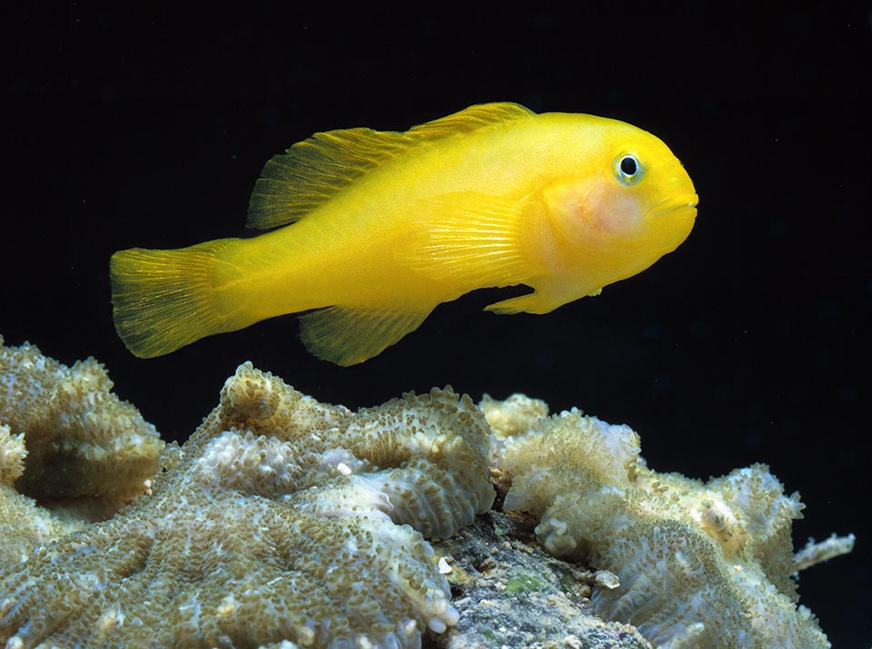 Gobiodon okinawae ne dépasse pas 3,5 cm.