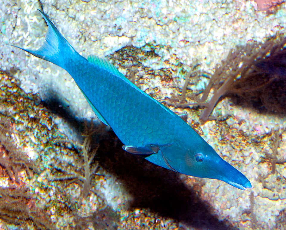 Gomphosus coeruleus, Labridae, Labre-oiseau indien