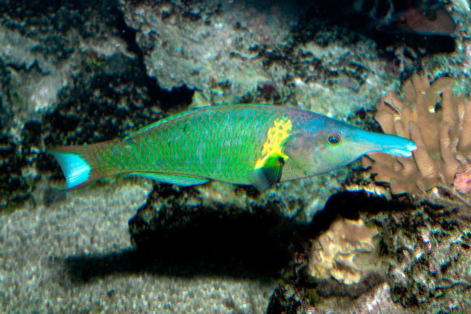 Gomphosus varius, Labridae, Labre oiseau