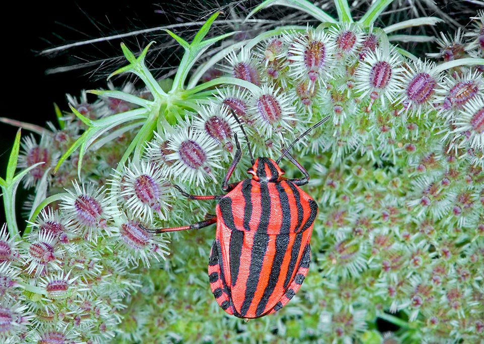 La Punaise arlequin ou Graphosome d'Italie (Graphosoma italicum) est présente en Europe de l'ouest jusqu'au Moyen-Orient et de la péninsule ibérique à l'Iran 