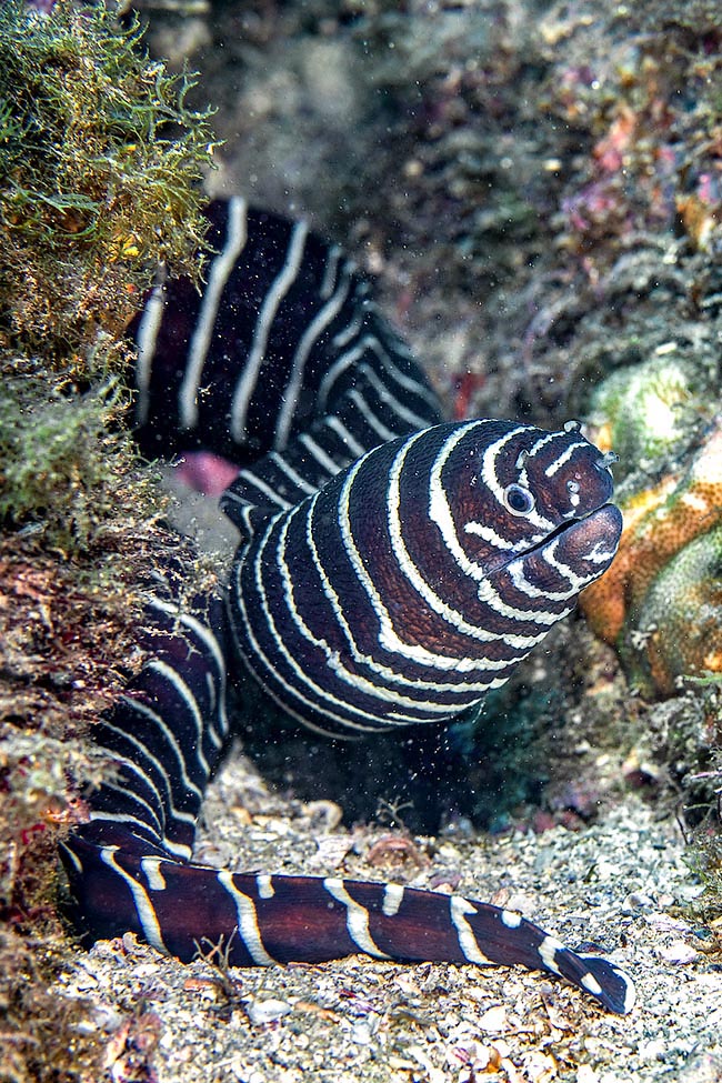 Gymnomuraena zebra vit dans l’Indo-Pacifique tropical, de la mer Rouge et l’Afrique du Sud à l’Amérique centrale.