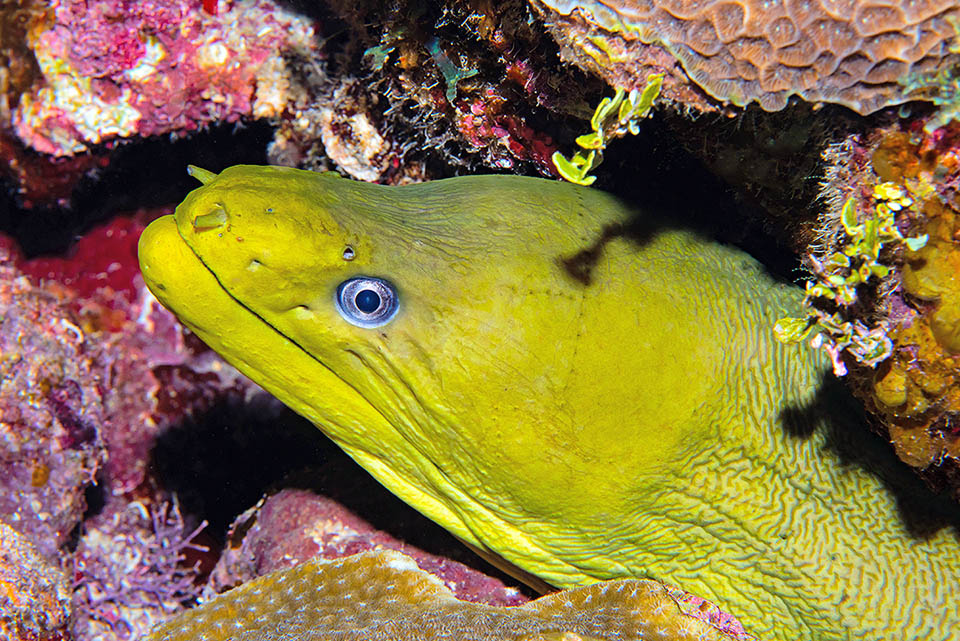 Even 2,5 m long and weighing almost 30 kg the Green moray (Gymnothorax funebris) has very few wild enemies in the Caribbean. Moreover it boasts a very vast area, from Florida and the Bermudas to Brazil and then, carried by the Gulf Stream, has also reached the African coasts of Senegal on the other side of the Atlantic.