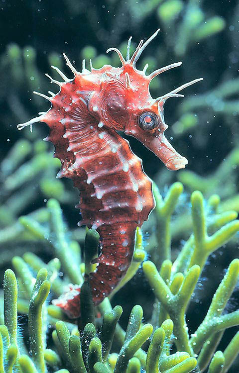 El caballito de mar de hocico largo (Hippocampus guttulatus) está presente a lo largo de las costas del Mediterráneo y el Atlántico oriental, desde las Islas Británicas hasta Senegal 