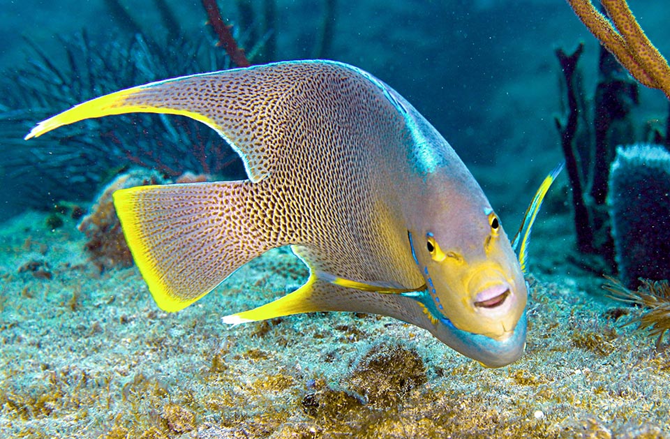 Holacanthus bermudensis vit dans les Caraïbes.