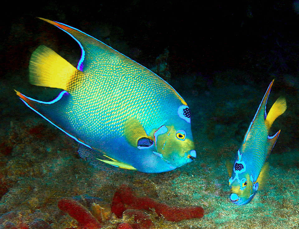 Holacanthus ciliaris Monaco Nature Encyclopedia