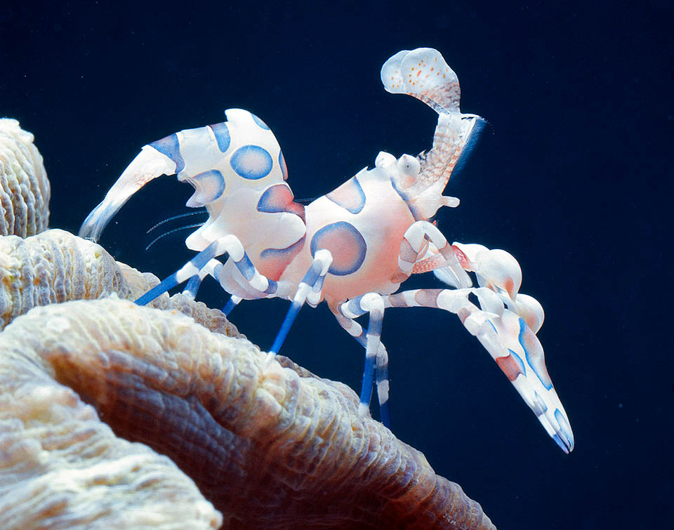 Hymenocera picta, Harlequin shrimp, Hymenoceridae