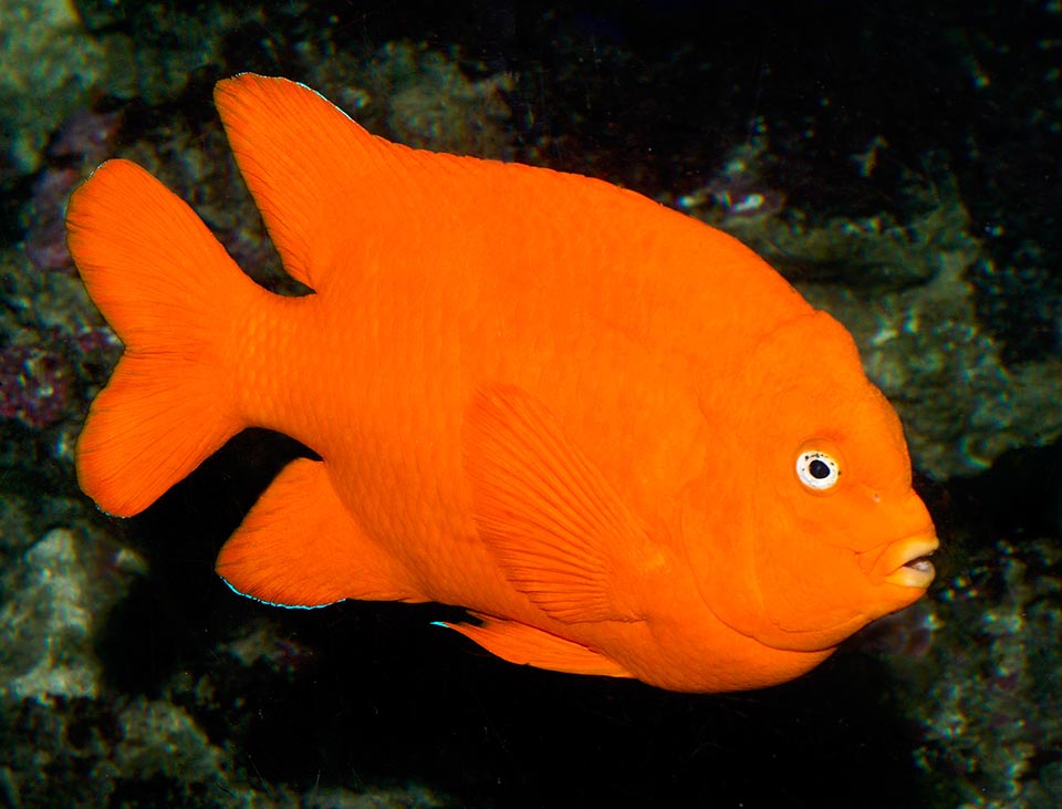 Hypsypops rubicundus, Pomacentridae, Pesce Garibaldi