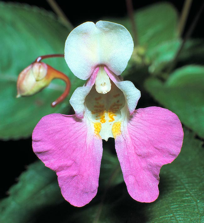 Impatiens balfouriana