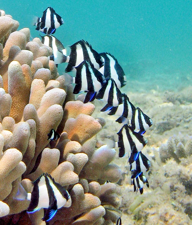 Dascyllus abudafur lives in schools formed by an alfa male with a small harem