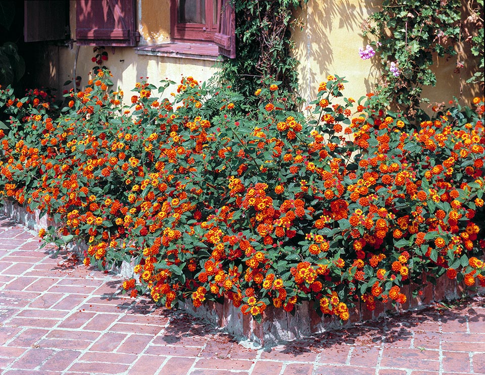 Lantana camara