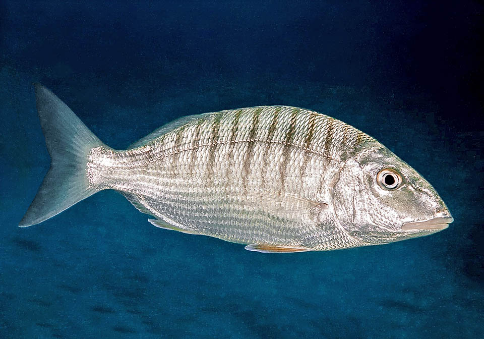 Lithognathus mormyrus, Marmora, Mormora Lungo circa 30 cm, Lithognathus mormyrus si riconosce a prima vista dal profilo del muso appuntito e la livrea argentea solcata da una quindicina di fasce verticali.
