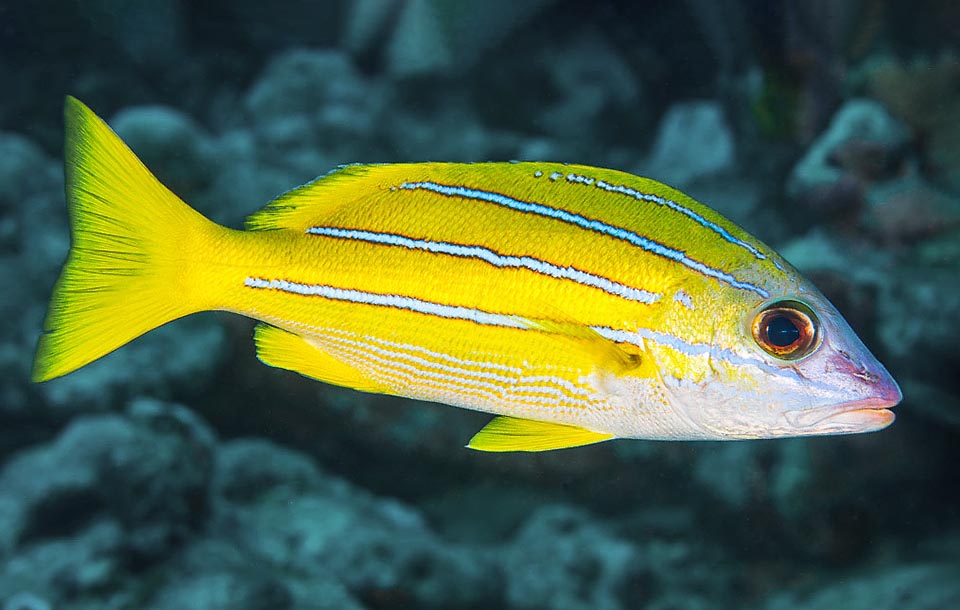 Lungo fino a 40 cm, ma in genere 25, Lutjanus kasmira è uno dei pesci più frequenti nell’ Indopacifico tropicale.