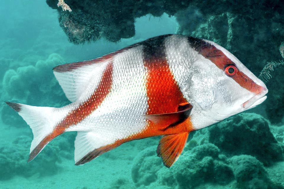 Usually 60 cm long, but even more than 1 m, Lutjanus sebae is a fish of the tropical Indo-Pacific present from the African coasts to Japan and New Caledonia.