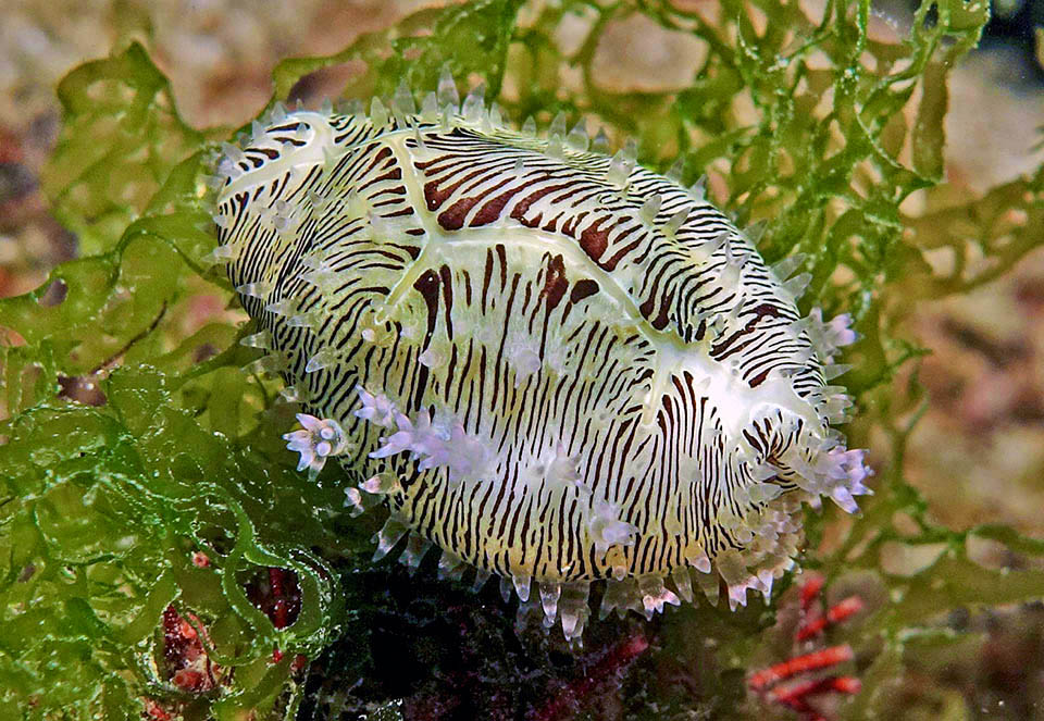 Here the mimetic mantle has covered the whole shell. The females show unusual parental care protecting the eggs until they hatch 