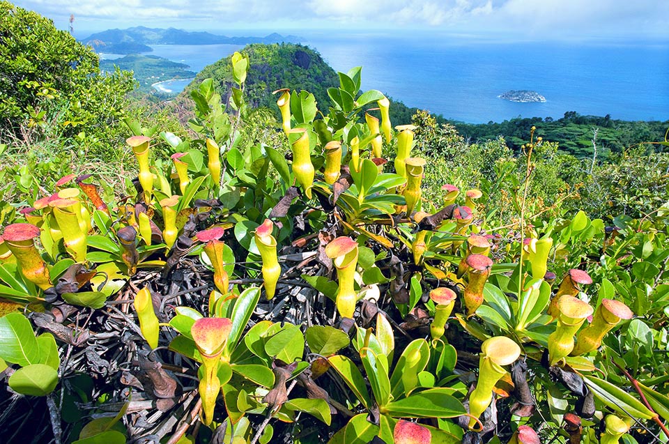 Le foglie delle piante giovani sono disposte in rosette compatte, ciascuna con un viticcio. Le piante mature si arrampicano sulla vegetazione circostante mediante fusti lunghi fino a 8 m che portano foglie con viticci a spirale per fissarsi ai rami delle piante di sostegno. Ai nodi del fusto si formano poi rosette aeree compatte con gli ascidi superiori 