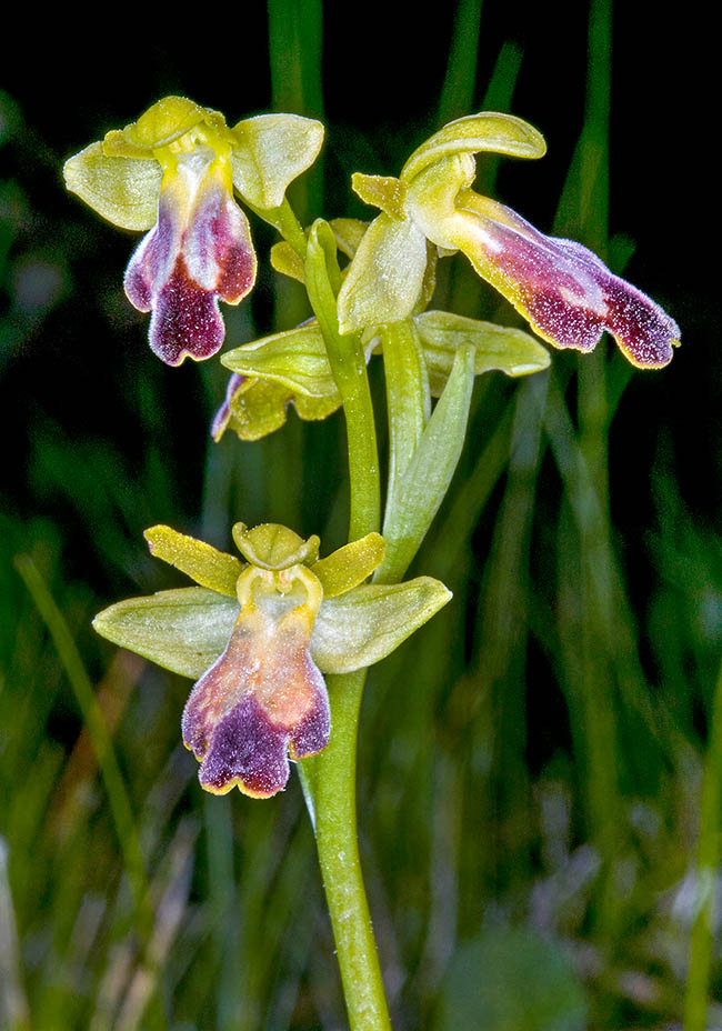 Ophrys fusca