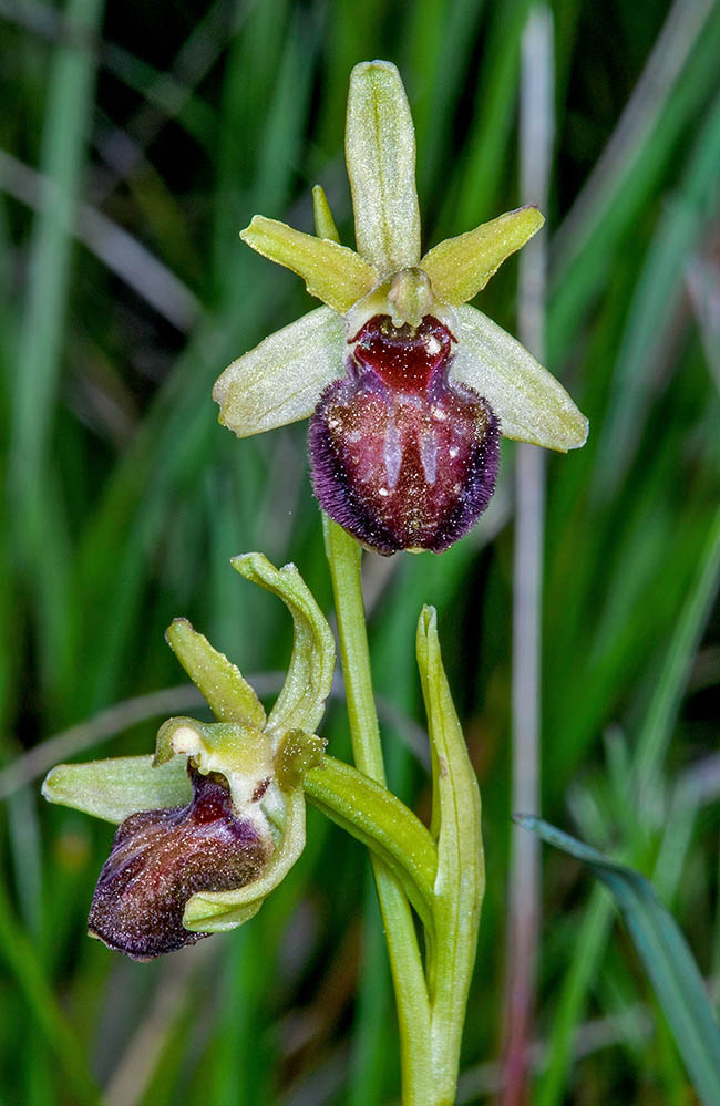 Ophrys incubacea