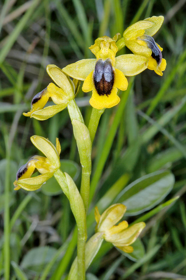 Ophrys lutea