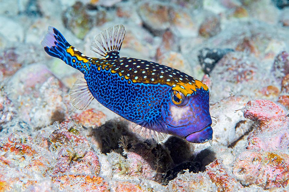 Ostracion meleagris est un poisson-coffre d'environ 20 cm fréquent dans l'océan Indien et le Pacifique.