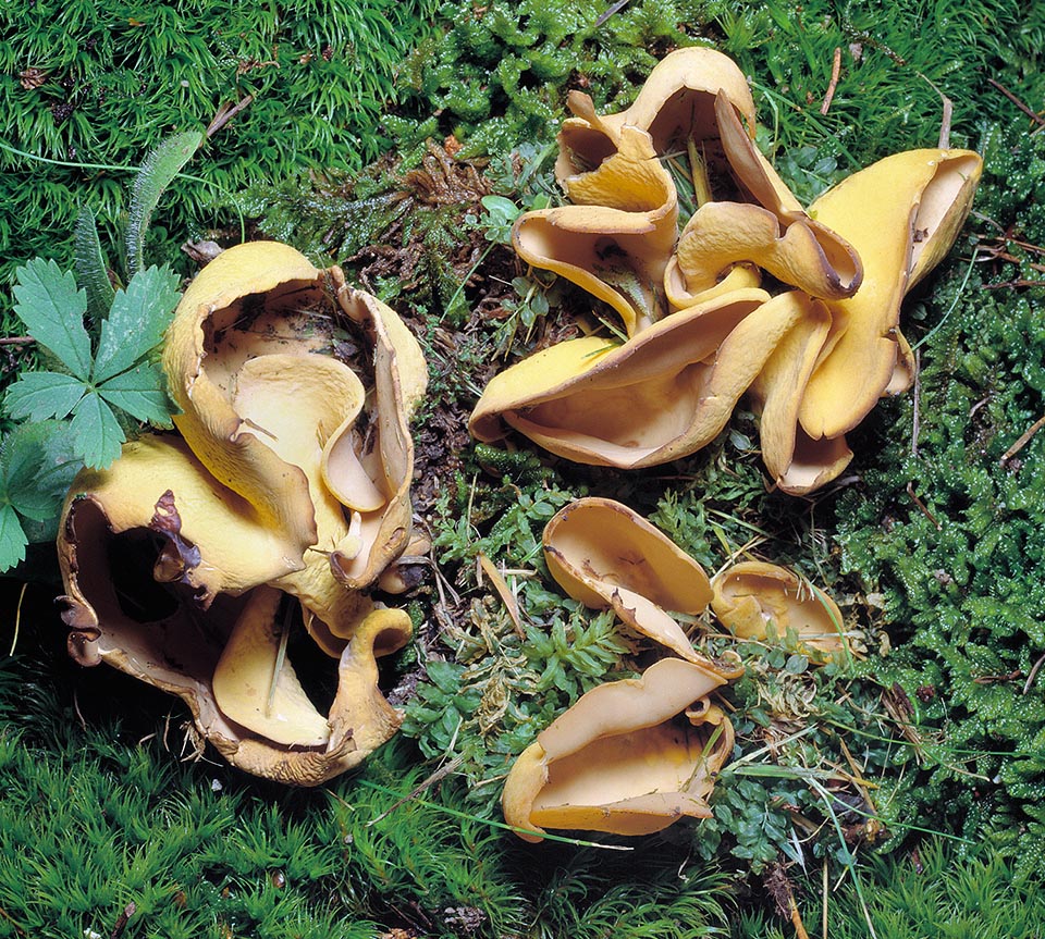Comestible mais sans intérêt, l’Otidea onotica est un champignon saprophyte en forme d'oreille qui peut atteindre 10 cm de long 