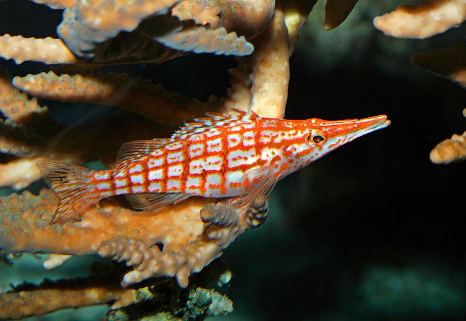 Oxycirrhites typus tiene una difusión muy amplia en el Indo-Pacífico tropical.