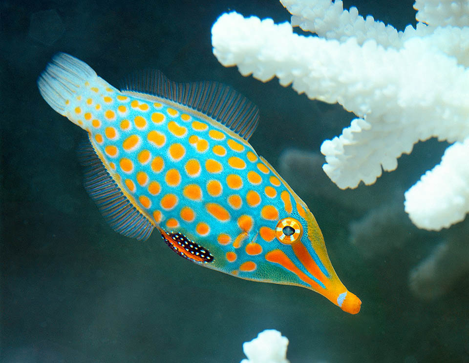 Lungo meno di 12 cm, il Pesce lima dal rostro (Oxymonacanthus longirostris) è presente lungo le coste dell’Indo-Pacifico tropicale 