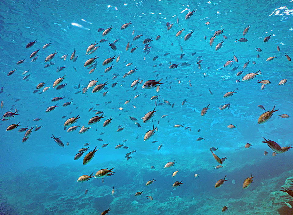 Present in the Mediterranean and in East Atlantic, the Damselfish (Chromis chromis) roams in schools, but in the reproductive time the males get territorial 