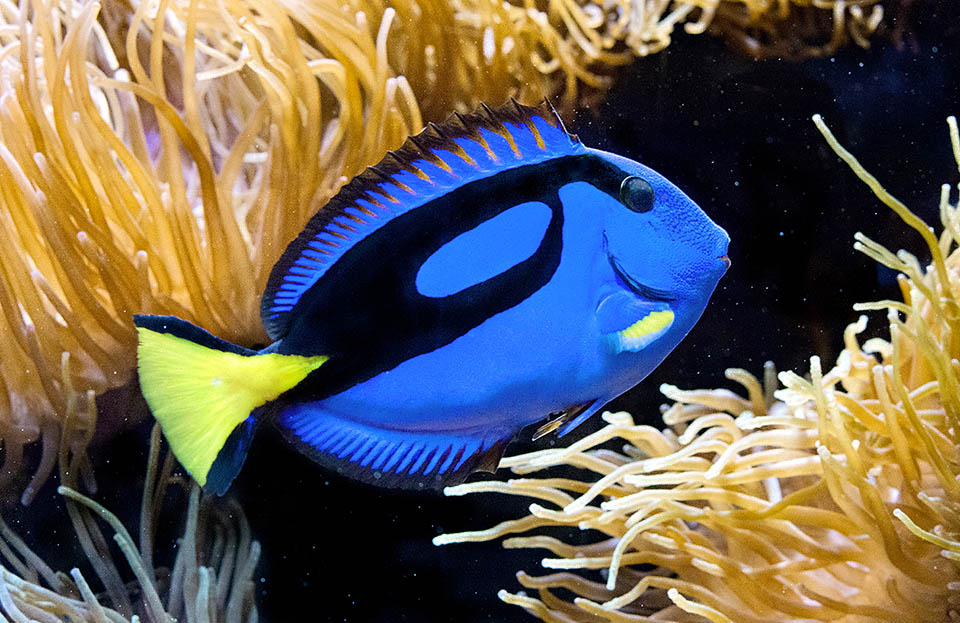 About twenty centimetres long, the Blue surgeonfish (Paracanthurus hepatus) has a vast diffusion in the tropical Indo-Pacific.