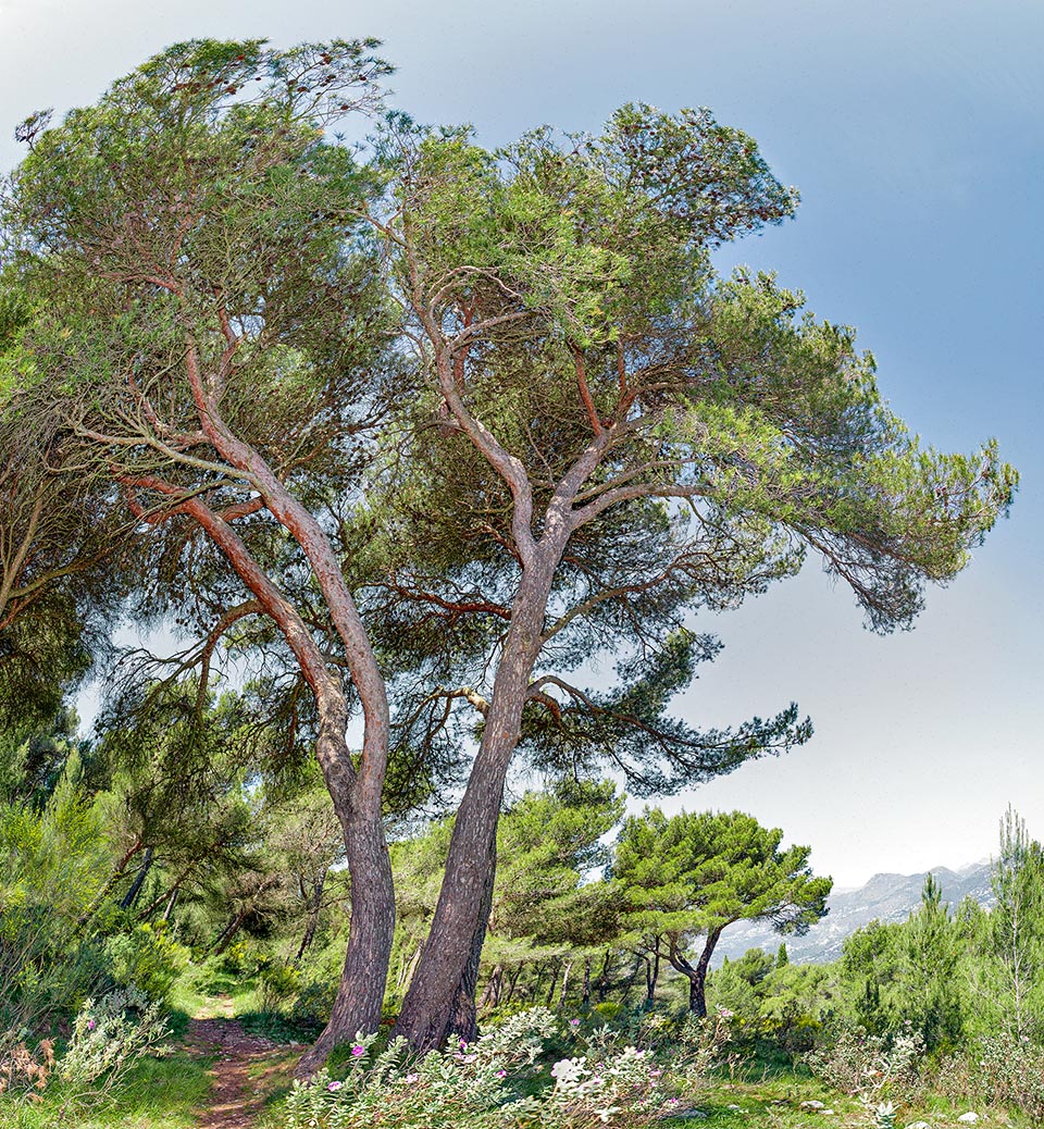 Le Pin d'Alep (Pinus halepensis) est une espèce méditerranéenne thermophile qui atteint une hauteur de 15 à 20 m
