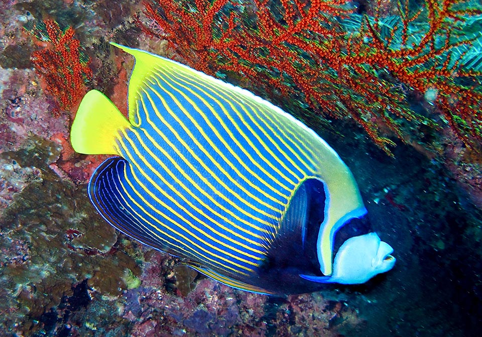 The Emperor angelfish (Pomacanthus imperator) frequents, up to 100 m of depth, the madreporic formations in the tropical Indo-Pacific.