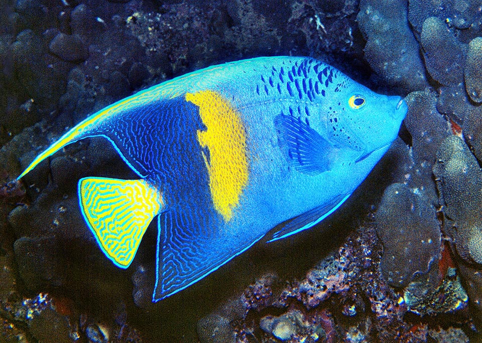The flamboyant Yellowbar angelfish (Pomacanthus maculosus) is present in western Indian Ocean, from the Red Sea and the Arabian Sea up to South Africa and Madagascar. 