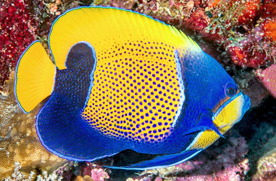 The Bluegirdled angelfish (Pomacanthus navarchus) is present in the tropical waters of the eastern Indian Ocean and in western Pacific Ocean.