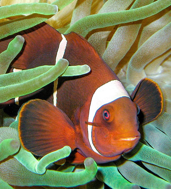 Premnas biaculeatus, Poisson-Clown à joues épineuses