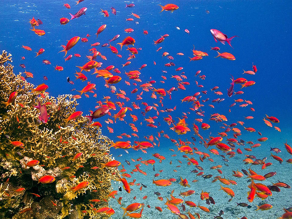 Pseudanthias squamipinnis Pseudanthias squamipinnis è un pesce frequente, durante il giorno, accanto alle formazioni madreporiche ricche di plancton dell’Indo-Pacifico occidentale.