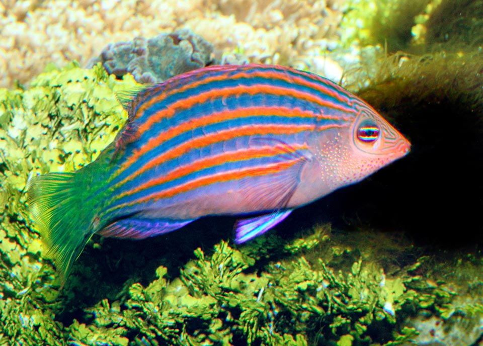 Pseudocheilinus hexataenia, Labridae, Sixline wrasse