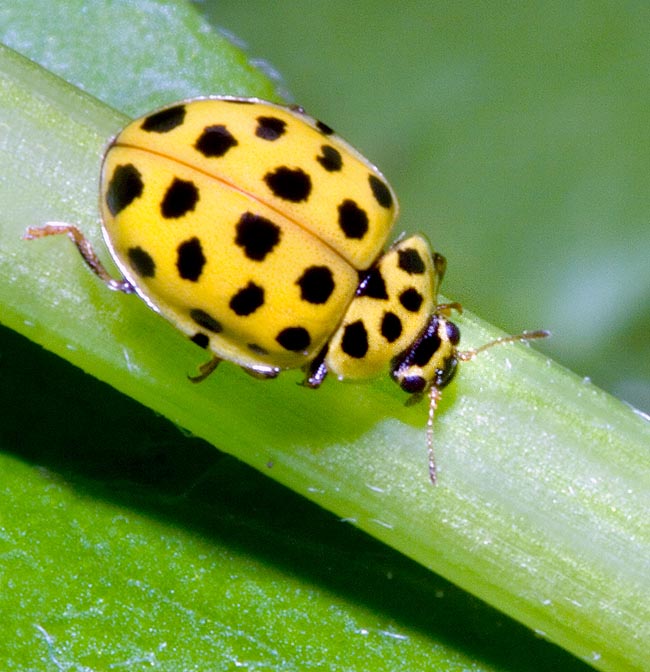 Psyllobora vigintiduopunctata, Coccinellidae, Coccinelle à 22 points