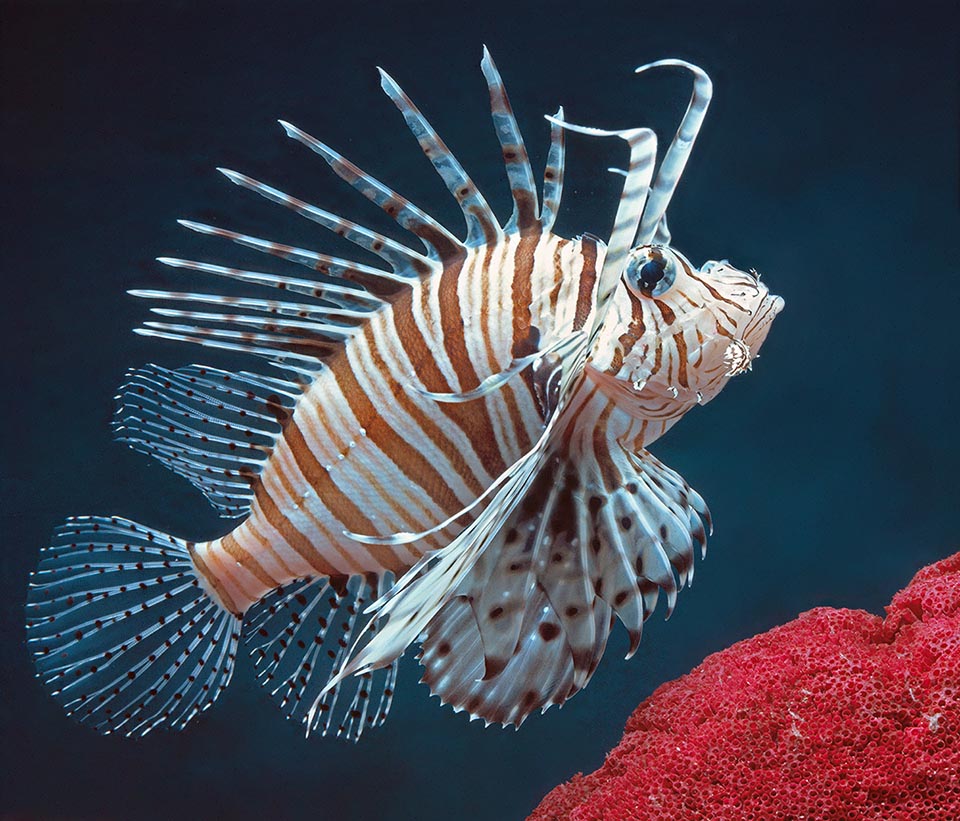 Conocido como Pez escorpión por sus espinas venenosas, Pterois volitans vive en las aguas tropicales del Océano Índico oriental y del Pacífico.