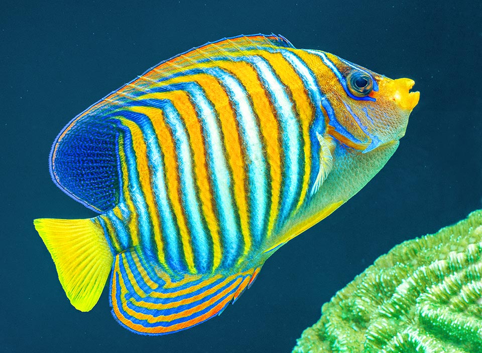 Presente en las aguas tropicales del Indo-Pacífico con diferentes tonos de naranja, Pygoplites diacanthus es uno de los peces ángel más bellos.