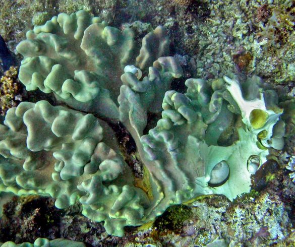 Rapa rapa - Monaco Nature Encyclopedia