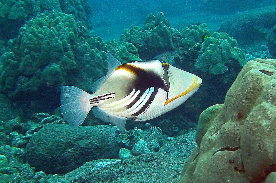 About 15 cm long, but even 30 cm, Rhinecanthus aculeatus has a very vast distribution in the tropical waters of eastern Atlantic Ocean and of Indo-Pacific.