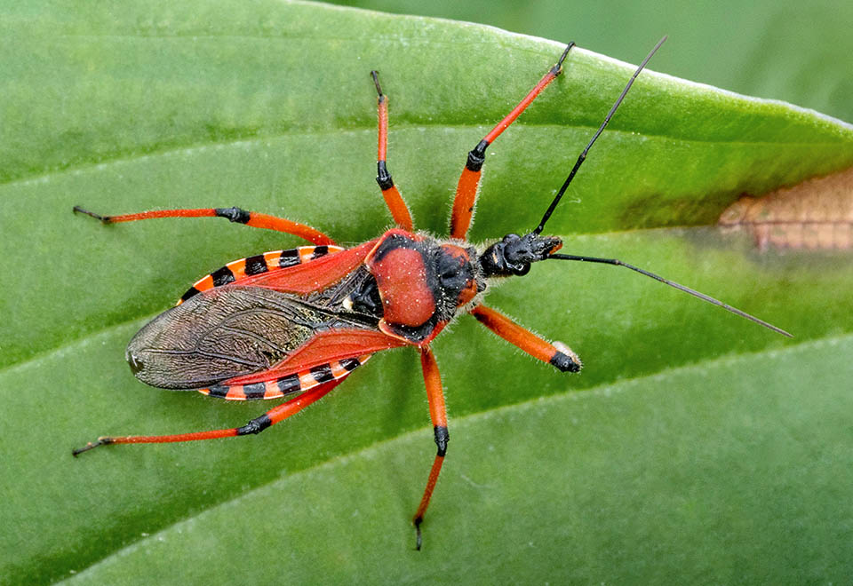 Le Réduve irascible (Rhynocoris iracundus) est un prédateur d'insectes féroce présent dans toute l'Europe et au Moyen-Orient 